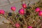 Japanese rose, little hogweed flowers, and orange flower in common garden purslane, pigweed purslane