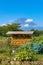 Japanese rural agriculture scene with dry corn and Mount Fuji