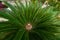 Japanese sago palm.