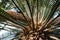 Japanese Sago Palm, Closeup of sago palm leaves and cone. Nature background