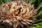 Japanese sago palm or Cycas revoluta plant female reproductive structure closeup