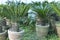 Japanese sago palm potted big trunk plants