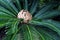 Japanese sago palm rosette with inflorescence