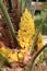 Japanese Sago Palm Yellow Flowers