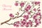 Japanese Sakura, Blooming cherry, magnolia or almond. Wild Flowers with leaves. Wedding plant with leaf and buds