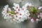 Japanese sakura bloosoms spring season closeup shot