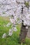 Japanese sakura blossom