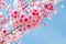 Japanese sakura and blue sky in chiang mai thailand