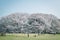 Japanese Sakura cherry blossoms in full bloom in park, Tokyo