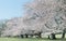 Japanese Sakura cherry blossoms in full bloom in park, Tokyo