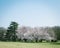 Japanese Sakura cherry blossoms in full bloom in park, Tokyo