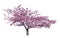 Japanese sakura, full blooming pink cherry blossoms tree isolated on white background