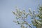 Japanese sand pear ( Pyrus pyrifolia ) flowers.