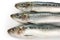 Japanese sardine, japanese pilchard