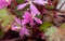 Japanese Saxifrage, Saxifraga cortusifolia, pink-lilac flower sloe-up