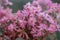 Japanese Saxifrage, Saxifraga cortusifolia, pink-lilac flowering plant