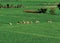 Japanese schoolchildren walk through a rice paddie