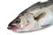 Japanese sea bass-Lateolabrax japonicus