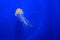 Japanese sea nettle