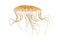 Japanese sea nettle, Chrysaora pacifica