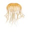 Japanese sea nettle, Chrysaora pacifica