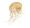 Japanese sea nettle, Chrysaora pacifica