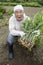 Japanese senior farmer harvests ginger