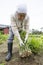 Japanese senior farmer harvests ginger