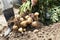 Japanese senior man harvesting potatoes