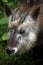 Japanese serow (Capricornis crispus).