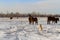 A Japanese shepherd Akita Inu dog and a herd of beautiful bay horses on a farm field in winter on a natural background.