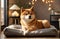 Japanese Shiba Inu dog