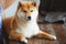 Japanese Shiba Inu dog near a window