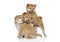 Japanese Shiba inu puppies playing