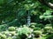 A Japanese shrine in a formal garden.