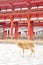 Japanese sika deer in front of Todaiji temple, Nara