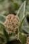 Japanese Skimmia japonica Bonfire variegated leaf and pink flowers