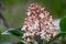 Japanese Skimmia Japonica Rubella, cluster of buds and flowers