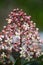 Japanese Skimmia Japonica Rubella, cluster of flowers