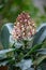 Japanese Skimmia Japonica Rubella, conical raceme