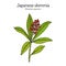 Japanese skimmia Skimmia japonica , evergreen plant