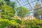 Japanese small-leaved maples and thickets of rhododendrons in the greenhouse