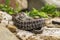 Japanese snake Amphiesma vibakari curled up on stones