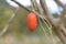 Japanese snake gourd