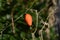 Japanese snake gourd fruit