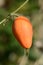 Japanese snake gourd fruit