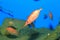 Japanese snipefish