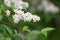 Japanese snow flower Deutzia crenata Dippon, twig with white flowers