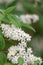 Japanese snow flower Deutzia crenata Dippon, twigs with flowers