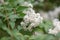 Japanese snow flower Deutzia crenata Dippon, white flowers